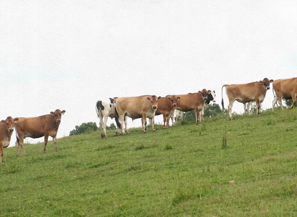 Kentucky Dairyman Saves His Farm and Herd by Selling Raw Milk