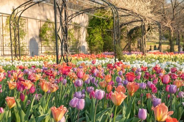 Spring Activity: Cheekwood in Bloom